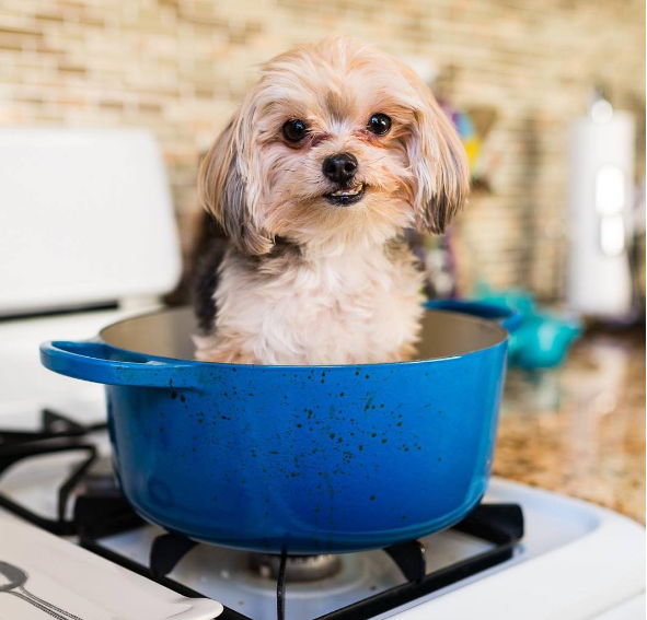 13 musthave NYC dog accessories that are for you as much as your pooch